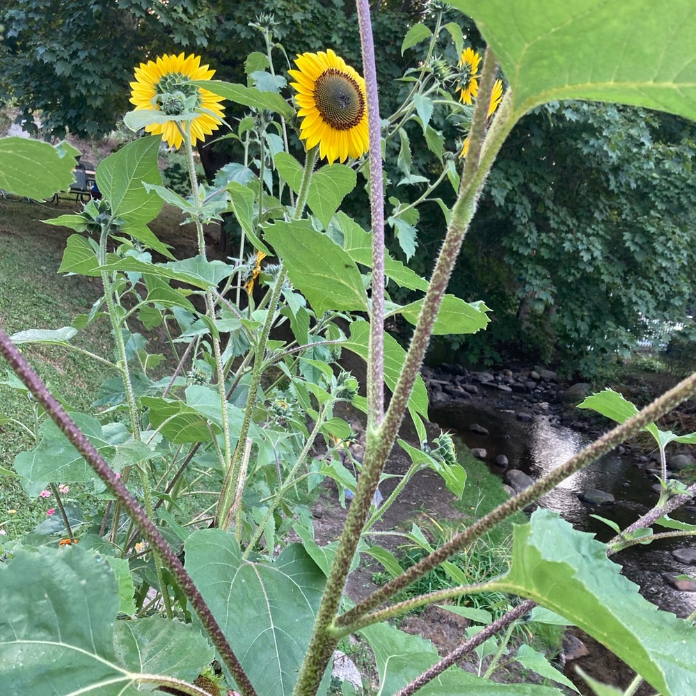 Sale !  Stop & smell the flowers
